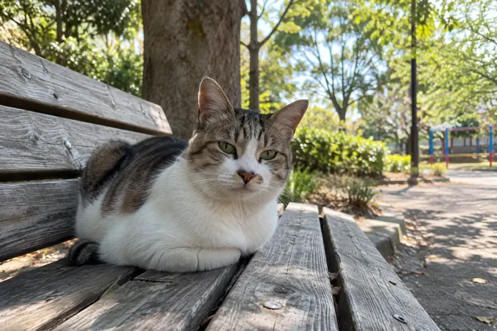 公園のベンチでくつろぐ猫